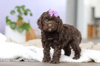 Josie, a female Cockapoo for sale in Millersburg, OH – Photo 1 of 7