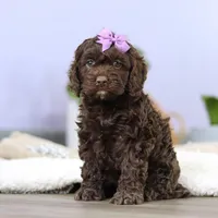 Josie, a female Cockapoo for sale in Millersburg, OH – Photo 5 of 7