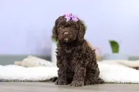 Josie, a female Cockapoo for sale in Millersburg, OH – Photo 5 of 7