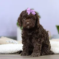 Josie, a female Cockapoo for sale in Millersburg, OH – Photo 4 of 7