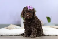 Josie, a female Cockapoo for sale in Millersburg, OH – Photo 4 of 7