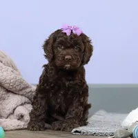 Josie, a female Cockapoo for sale in Millersburg, OH – Photo 6 of 7