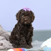 Josie, a female Cockapoo for sale in Millersburg, OH – Photo 3 of 7