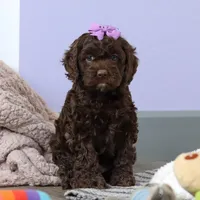 Josie, a female Cockapoo for sale in Millersburg, OH – Photo 7 of 7