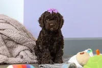 Josie, a female Cockapoo for sale in Millersburg, OH – Photo 7 of 7