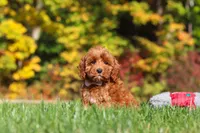 Goldie, a female Cockapoo for sale in Millersburg, OH – 2 of 6