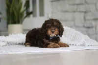 Theodore, a male Cockapoo for sale in Millersburg, OH – 6 of 8