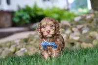 Leo, a male Cockapoo for sale in Millersburg, OH – 4 of 10