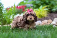 Nova, a female Cockapoo for sale in Millersburg, OH – 5 of 6