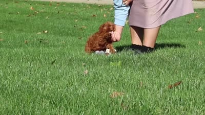 Goldie, a female Cockapoo for sale in Millersburg, OH – 6 of 6