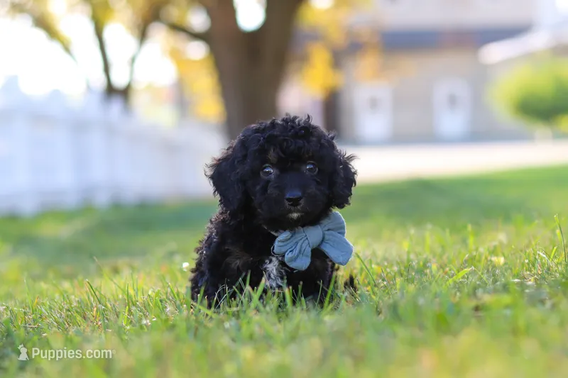 Easton – Cavapoo puppy for sale in Millersburg, OH