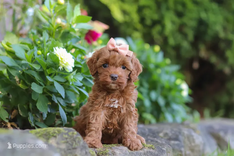 Willow – Cockapoo puppy for sale in Millersburg, OH