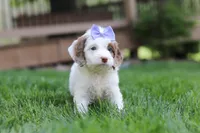 Jewel, a female Cockapoo for sale in Millersburg, OH – Photo 8 of 9