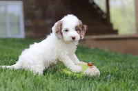 Jewel, a female Cockapoo for sale in Millersburg, OH – Photo 2 of 9