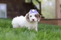 Jewel, a female Cockapoo for sale in Millersburg, OH – Photo 6 of 9