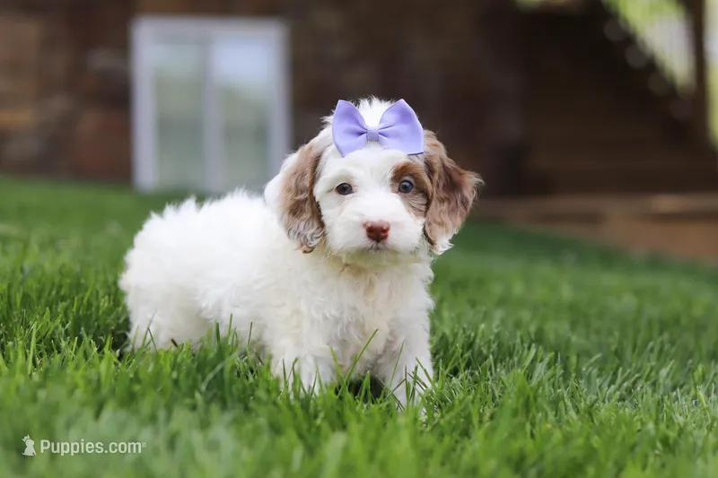 Jewel, a female Cockapoo for sale in Millersburg, OH – Photo 1 of 9