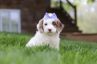 Jewel, a female Cockapoo for sale in Millersburg, OH – Photo 5 of 9