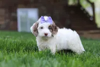 Jewel, a female Cockapoo for sale in Millersburg, OH – Photo 7 of 9