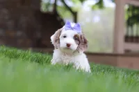 Jewel, a female Cockapoo for sale in Millersburg, OH – Photo 4 of 9