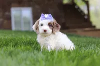 Jewel, a female Cockapoo for sale in Millersburg, OH – Photo 3 of 9