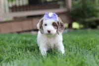 Jewel, a female Cockapoo for sale in Millersburg, OH – Photo 9 of 9