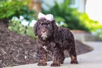 Faye, a female Cockapoo for sale in Millersburg, OH – 5 of 8