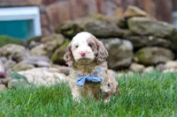 Oakley, a male Cockapoo for sale in Millersburg, OH – 6 of 8
