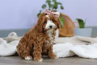 Allison, a female Cockapoo for sale in Millersburg, OH – Photo 7 of 9