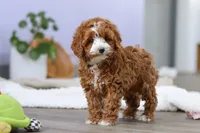 Allison, a female Cockapoo for sale in Millersburg, OH – Photo 2 of 9