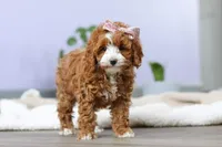 Allison, a female Cockapoo for sale in Millersburg, OH – Photo 5 of 9