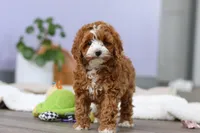 Allison, a female Cockapoo for sale in Millersburg, OH – Photo 1 of 9