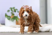Allison, a female Cockapoo for sale in Millersburg, OH – Photo 4 of 9