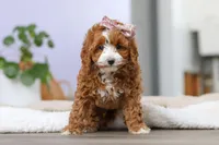 Allison, a female Cockapoo for sale in Millersburg, OH – Photo 3 of 9