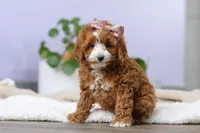 Allison, a female Cockapoo for sale in Millersburg, OH – Photo 6 of 9
