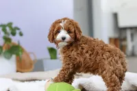 Allison, a female Cockapoo for sale in Millersburg, OH – Photo 8 of 9