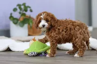 Allison, a female Cockapoo for sale in Millersburg, OH – Photo 9 of 9