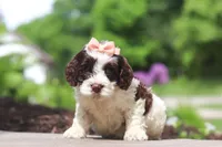 Lola, a female Cockapoo for sale in Millersburg, OH – 4 of 6