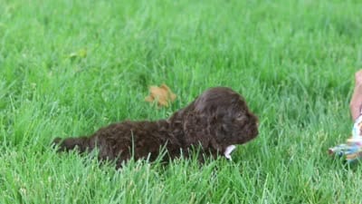 Casey, a female Cockapoo for sale in Millersburg, OH – 6 of 6