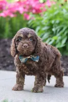 Atlas, a male Cockapoo for sale in Millersburg, OH – 2 of 7