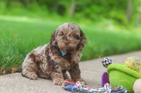 Quinton, a male Cockapoo for sale in Millersburg, OH – 6 of 7