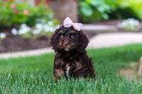 Sophie, a female Cockapoo for sale in Millersburg, OH – 3 of 10