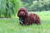 Teddy, a male Cockapoo for sale in Millersburg, OH – 4 of 5