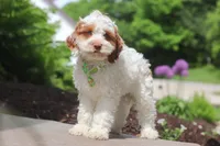 Galen, a male Cockapoo for sale in Millersburg, OH – 4 of 6