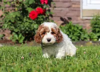Baxter, a male Cockapoo for sale in Millersburg, OH – 3 of 6