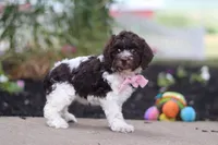 Aleah, a female Cockapoo for sale in Millersburg, OH – 2 of 6