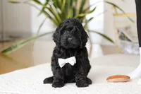 Nicky, a male Cockapoo for sale in Millersburg, OH – Photo 1 of 5