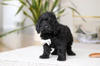 Nicky, a male Cockapoo for sale in Millersburg, OH – Photo 4 of 5