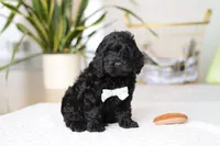 Nicky, a male Cockapoo for sale in Millersburg, OH – Photo 3 of 5