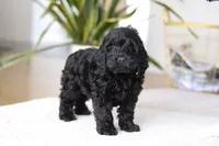 Nicky, a male Cockapoo for sale in Millersburg, OH – Photo 5 of 5