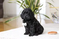 Nicky, a male Cockapoo for sale in Millersburg, OH – Photo 2 of 5